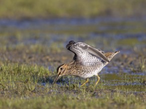 Common Snipe (Gallinago gallinago) foraging, Netherlands