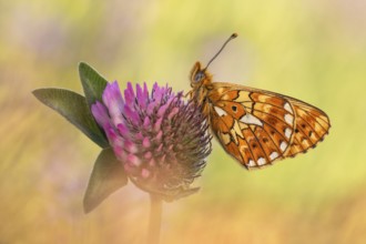 Der Silberfleck Perlmuttfalter (Boloria euphrosyne)