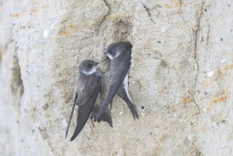 Sand Martin (Riparia riparia) at nesting wall, North Rhine-Westphalia, Germany