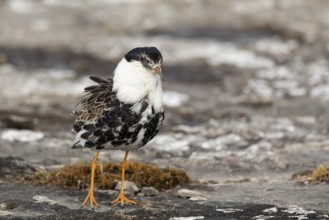 Ruff (Calidris pugnax) male, Oeland, Sweden