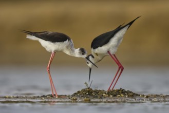 Black-winged Stilt (Himantopus himantopus) pair at nest, North Rhine-Westphalia, Germany