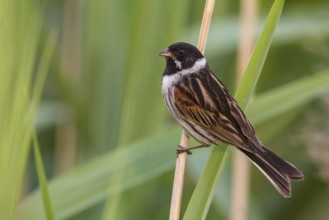 Common Reed Bunting (Emberiza schoeniclus) male perched on a reed stalk, Poland