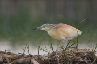 Squacco Heron (Ardeola ralloides), Subotica, Serbia