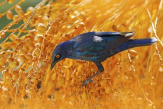 Cape Glossy Starling, Lamprotornis nitens, in nature habitat, orange plam tree with fruits. Detail