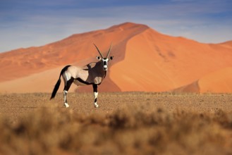 Gemsbok with orange sand dune evening sunset. Gemsbuck, Oryx gazella, large antelope in nature