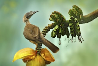 Helmeted friarbird, Philemon buceroides, beautiful bird sitting on the banana tree in the green