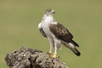 Bonelli's Eagle (Aquila fasciata), Extremadura, Spain