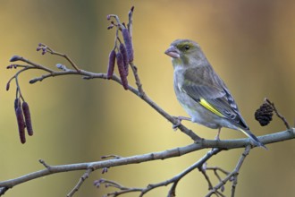 European Greenfinch (Chloris chloris), Saxony-Anhalt, Germany