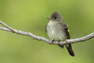 Eastern Wood Pewee (Contopus virens), Texas, USA