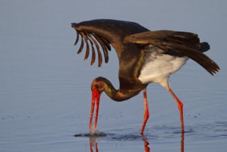 Black Stork (Ciconia nigra) foraging, Greece