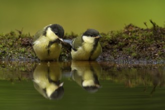 Great Tit (Parus major) juvenile, Utrecht, Netherlands