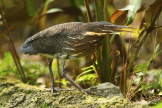 Black Bittern (Dupetor flavicollis), Singapore