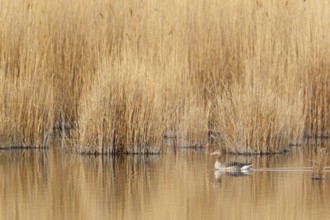 Greylag Goose (Anser anser), Lake Neusiedl, Austria
