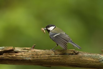 Great Tit (Parus major) carrying insect feed, Utrecht, Netherlands