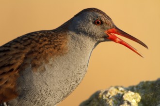 Water Rail (Rallus aquaticus) foraging, Castile-La Mancha, Spain