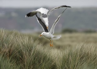 Zwei Heringsmöwen; lat. Larus fuscus; streiten sich im Flug über dem Dünengras