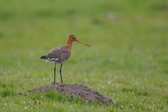 Black-tailed Godwit (Limosa limosa), Netherlands