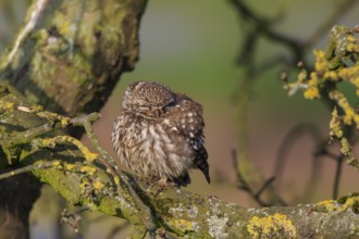 Little Owl (Athene noctua), North Rhine-Westphalia, Germany