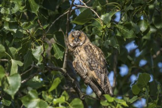 Waldohreule (Asio otus) Long-eared Owl
