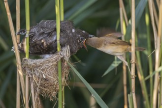 Common Cuckoo & Eurasian Reed Warbler (Cuculus canorus & Acrocephalus scirpaceus) Eurasian Reed