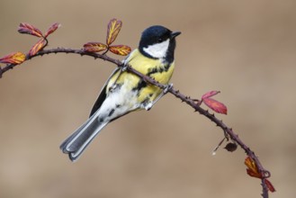 Great Tit (Parus major), Asturias, Spain