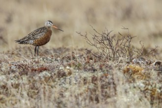 Hudsonian Godwit (Limosa haemastica) on the tundra near Churchill, Manitoba, Canada