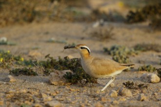 Cream-colored Courser (Cursorius cursor) with captured bug in its beak, Fuerteventura, Spain