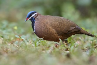Blue-headed Quail-dove (Starnoenas cyanocephala) perched on the ground in Cuba