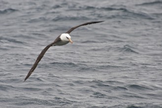 Campbell Albatross (Thalassarche impavida), New Zealand