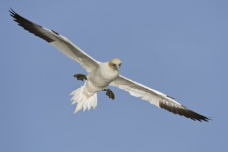 Northern Gannet (Morus bassanus) flying, Quebec, Canada