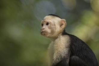 White-faced Capuchin Monkey, Tortuguero National Park, Costa Rica