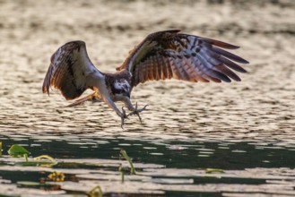 Western Osprey (Pandion haliaetus) striking at fish, Poland