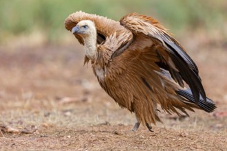 Gänsegeier, Eurasian Griffon Vulture, Griffon Vulture, Eurasian Griffon, Gyps fulvus, Vautour