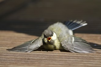 Great Tit (Parus major) juvenile sunbathing on wood terrace, Mecklenburg-Western Pomerania, Germany