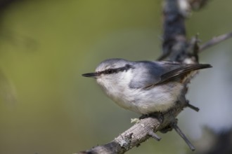 Asian Nuthatch - Kleiber - Sitta europaea ssp. asiatica, Kazakhstan, adult
