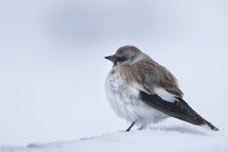White-winged Snowfinch - Schneesperling - Montifringilla nivalis ssp. tianshanica, adult,