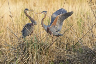Purpurreiher, Purple Heron, Ardea purpurea, Héron pourpré, Garza Imperial
