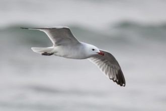 Audouin's Gull (Ichthyaetus audouinii) flying, Spain