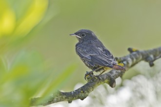 Black Redstart (Phoenicurus ochruros) juvenile, Bavaria, Germany