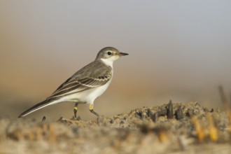 Yellow Wagtail - Schafstelze - Motacilla flava, Oman