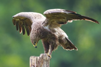 Lesser Spotted Eagle (Clanga pomarina) perched on a pale, Poland