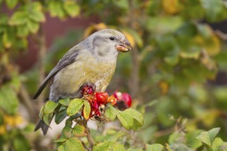 Parrot Crossbill - Kiefernkreuzschnabel - Loxia pytyopsittacus, Germany. female