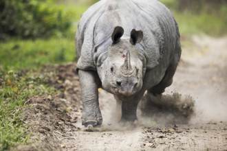 Indian Rhinoceros (Rhinoceros unicornis) male charging on a gravel road, Kaziranga National Park,