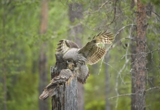 Great Grey Owl (Strix nebulosa) male landing on nest with little bird prey in beak, Suomussalmi,