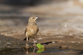 Lark-like Bunting (Emberiza impetuani), Namibia