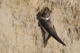 Sand Martin (Riparia riparia) building nest hole, North Rhine-Westphalia, Germany