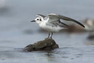 White-winged Tern (Chlidonias leucopterus), Victoria, Australia
