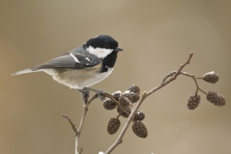 Coal Tit (Periparus ater), Rhineland-Palatinate, Germany