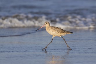 Marbled Godwit (Limosa fedoa) foraging at shoreline, California, USA