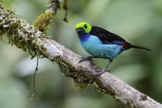 Paradise Tanager (Tangara chilensis) perched on a branch in the Amazon in Peru